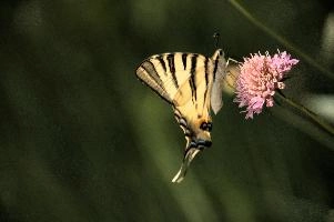 dsd_012339.jpg