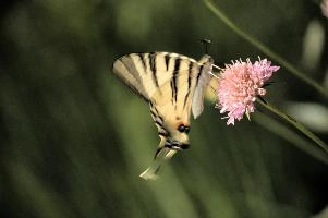 dsd_012340.jpg