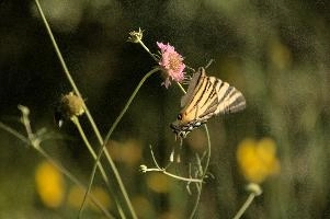dsd_012351.jpg