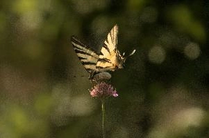 dsd_012372.jpg
