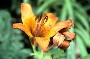 dsd_012405.jpg