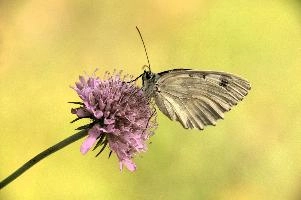 dsd_012791.jpg