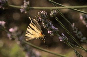 dsd_013026.jpg
