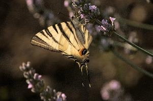 dsd_013035.jpg