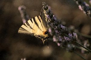 dsd_013041.jpg