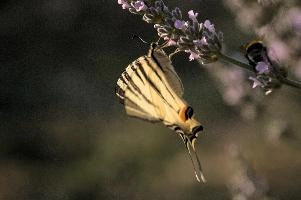 dsd_013043.jpg