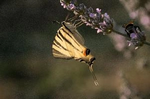 dsd_013044.jpg