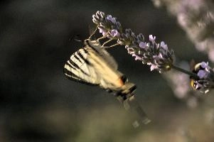 dsd_013045.jpg