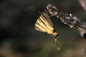 dsd_013046.jpg