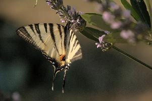 dsd_013049.jpg