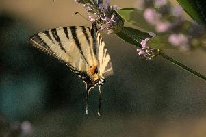 dsd_013050.jpg