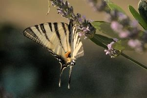 dsd_013052.jpg