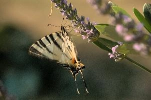 dsd_013053.jpg