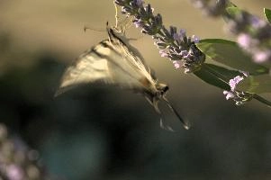 dsd_013057.jpg