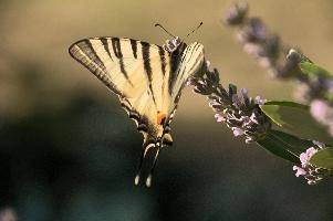 dsd_013058.jpg