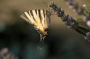 dsd_013061.jpg