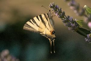 dsd_013062.jpg