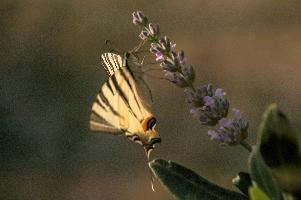dsd_013071.jpg