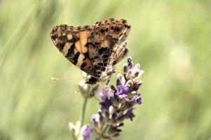 dsd_013619.jpg