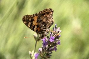 dsd_013620.jpg