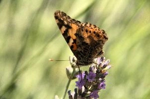 dsd_013623.jpg