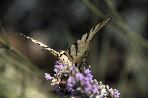 dsd_015005.jpg