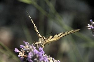 dsd_015008.jpg