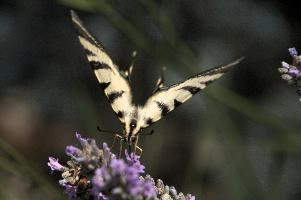 dsd_015009.jpg