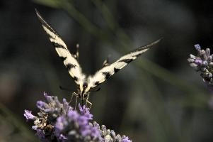dsd_015010.jpg