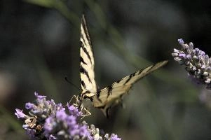 dsd_015011.jpg