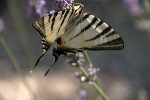 dsd_015200.jpg
