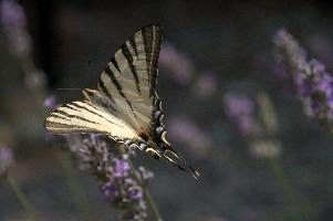 dsd_015204.jpg