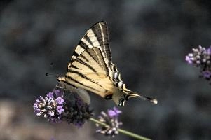 dsd_015209.jpg