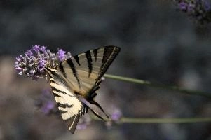 dsd_015213.jpg