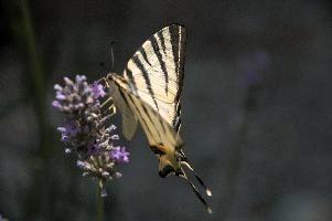 dsd_015285.jpg