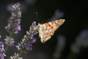 dsd_015308.jpg