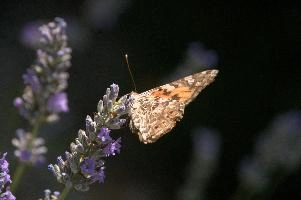 dsd_015309.jpg