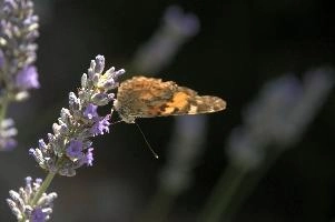 dsd_015311.jpg