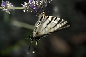 dsd_015314.jpg