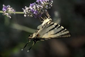 dsd_015315.jpg