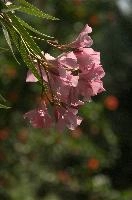 dsd_015324.jpg