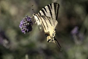 dsd_015352.jpg