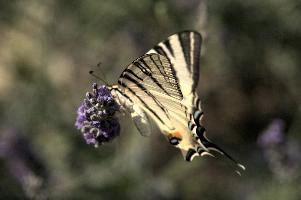 dsd_015354.jpg