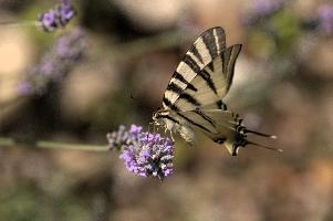 dsd_015357.jpg