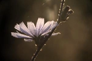 dsd_016324.jpg