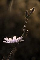 dsd_016325.jpg