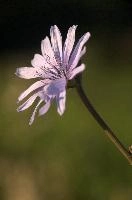 dsd_016431.jpg