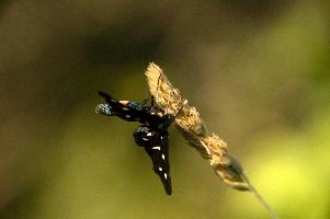 dsd_016554.jpg