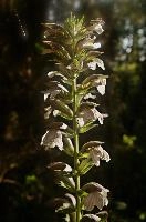 dsd_016706_.jpg