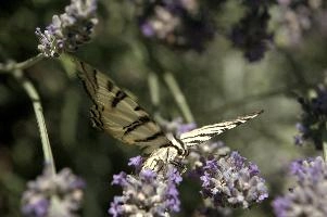 dsd_018249.jpg